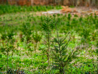 Wiederaufforstung nach Abholzung im Mischwald