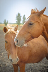 Fototapeta premium portrait of a horse