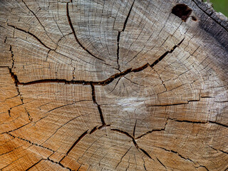 Fototapeta premium Holzstextur