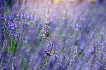 Picture of bees flying around the blooming lavender flowers