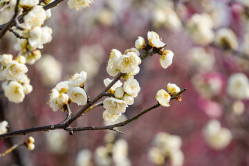 White plum blossom