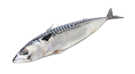 One tasty raw mackerel isolated on white