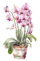 Naklejka na ściany i meble Watercolor Illustration of Orchids in a Pot for Home Decor. Generative AI