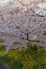 さくらと菜の花