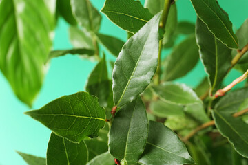 Bay tree with green leaves growing on turquoise background, closeup