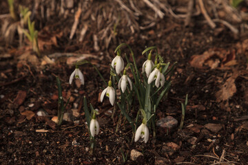 Snowdrop flowers bloom in spring time on Cape Cod, Massachusetts.