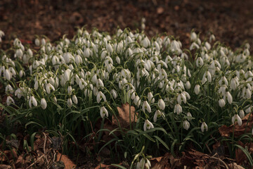 Snowdrop flowers bloom in spring time on Cape Cod, Massachusetts.