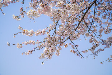 Cherry blossoms at the beginning of spring season