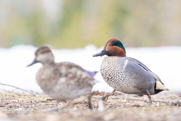 Pair green-winged teal (Anas carolinensis) in spring