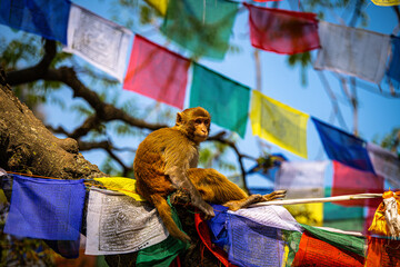 Monkey Temple Kathmandu