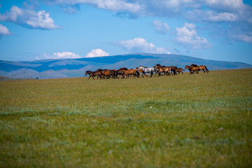 Horses. Central Mongolia. Arkhangai province.