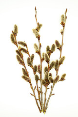 Willow branches with flowering buds on a white background with empty space to insert text
