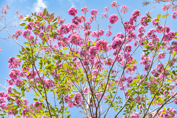 Obraz na płótnie Canvas beautiful blooming Tabebuia Rosea or Tabebuia Chrysantha Nichols under blue sky horizontal composition