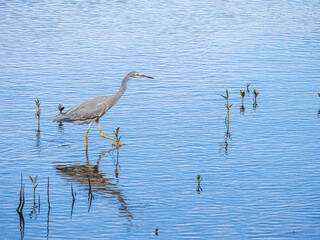 Heron Pacing Forward