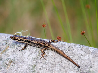 Sunning Skink