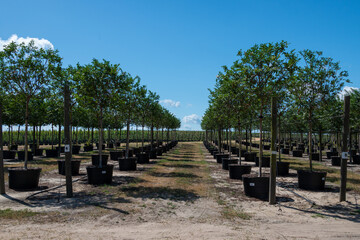 Rows of a variety of deciduous trees in black colored pots under the blue sky. There are orange, grape, and ash, The large tree farm has hills and valleys with a wire fence surrounding the property.
