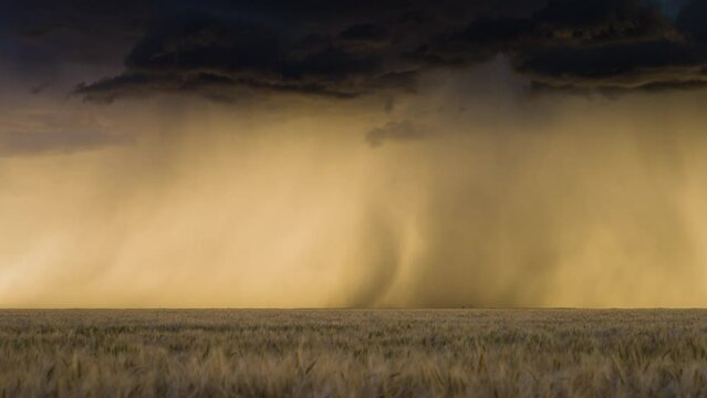 Rain Downburst Time Lapse with Beautiful Sunset Colors and Wheat Fields