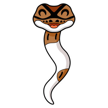 Cute pied ball python cartoon