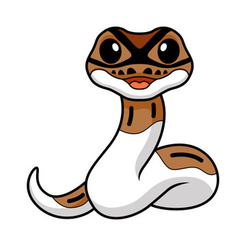 Cute pied ball python cartoon