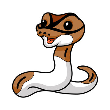 Cute pied ball python cartoon