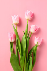 Soft pink tulips on a pink background. Happy Mothers Day, Easter, Birthday concept.