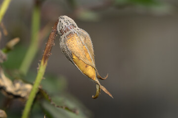 Flower waiting to bloom.
