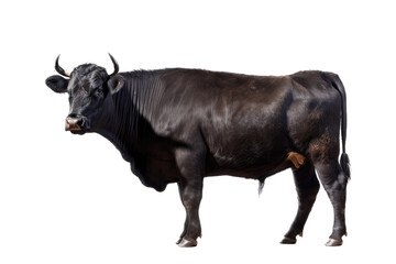 an isolated black cow bull side portrait, farm-themed, rodeo-themed photorealistic illustration on a transparent background cutout in PNG, generative ai