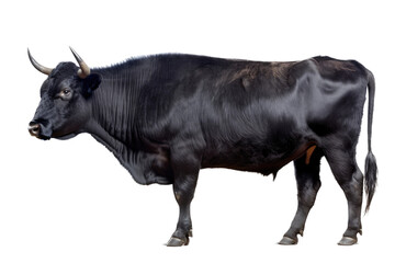 an isolated black cow bull side portrait, farm-themed, rodeo-themed photorealistic illustration on a transparent background cutout in PNG, generative ai