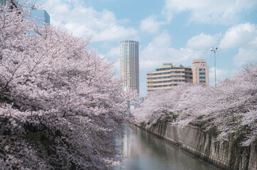 目黒川の桜