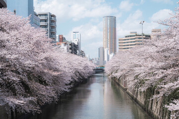 目黒川の桜