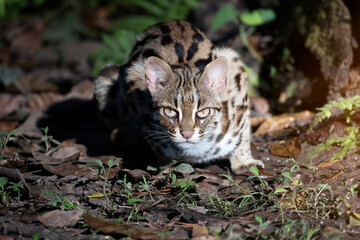 Naklejka na ściany i meble Leopard cat in the nature looking at camera