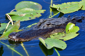 American Alligator - Alligator mississippiensis - amidst lily pads in Everglades National Park, Florida.
