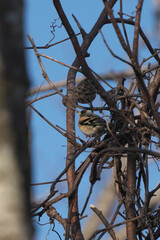木に止まったアトリの雄