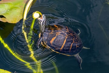 Florida Redbelly Turtle - Pseudemys nelsoni - eating water lily on Anhinga Trail in Everglades...