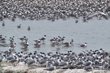 seagulls on the beach