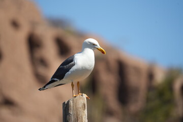 seagull perched on a light pole