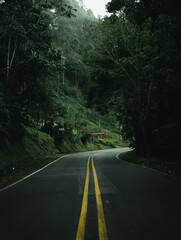 Obraz premium road in the middle of the forest