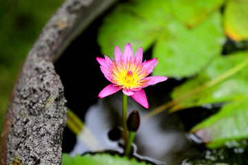 small pink lotus flower on a big pottery