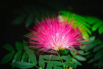 flower of a cactus