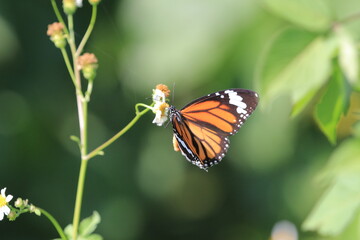 an wild insect , the nature concept image