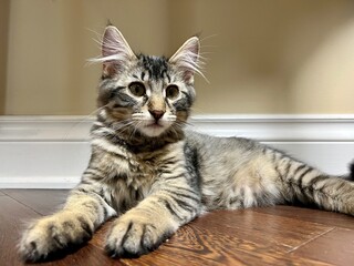 Obraz premium Adorable cute, fluffy purebred Siberian kitten black and white. Concepts of family pet, allergy, hypoallergenic
