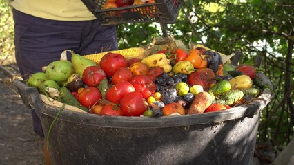 A farmer throws a rotten harvest of fruits and vegetables into a compost heap. Crop crisis on the farm, organic waste utilization