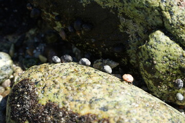 set of snails on a rock shore