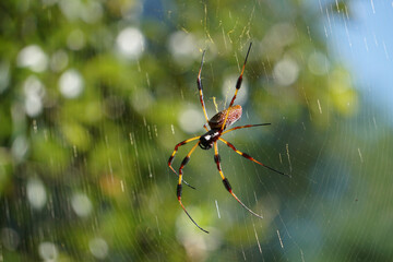 Spider