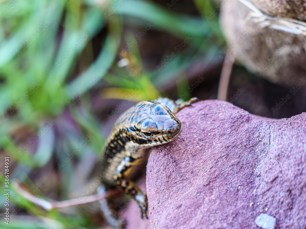 Sticker Skink Comes Up Rock