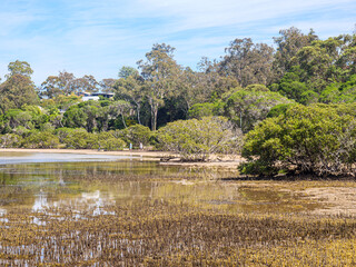 Mangroves Low Tide