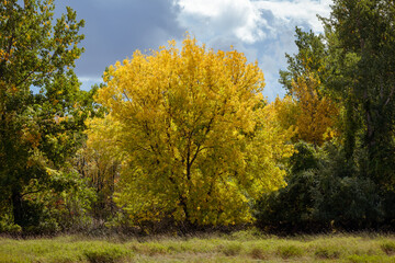 Yellow tree during fall catching light