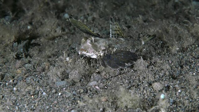 A bizarre fish walks at night along the seabed among the algae. 
Fingered Dragonet (Dactylopus dactylopus) 15 cm. ID: 1st dorsal fin with filamentous spines (male).