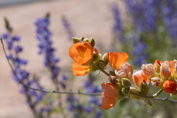 Macro Globemallow in Arizona Spring