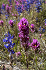 Owl Clover and Coulter's Lupine Close-up